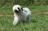 TERRIER DU TIBET 297